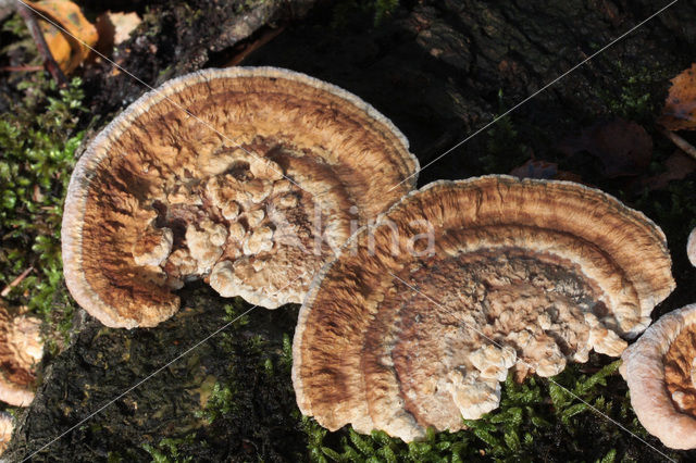 Oak Mazegill (Daedalea quercina)