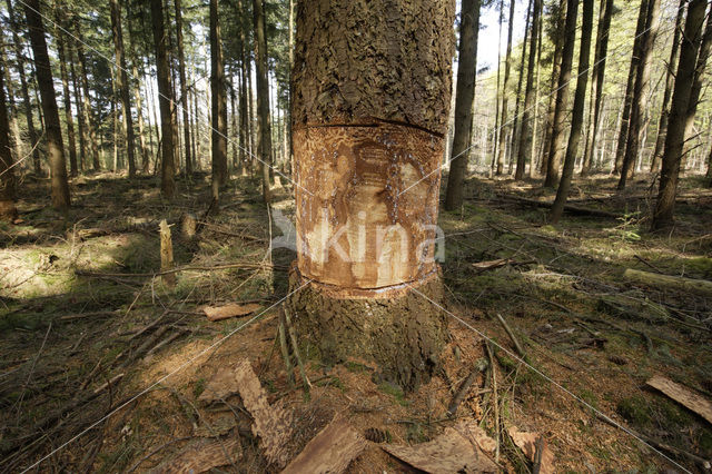 Douglas Fir (Pseudotsuga menziesii)