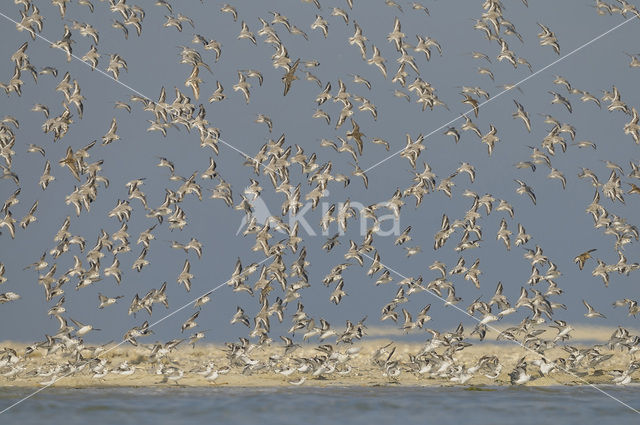 Drieteenstrandloper (Calidris alba)