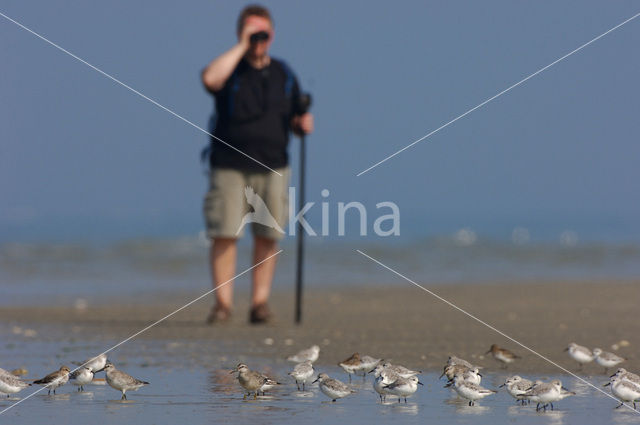 Sanderling (Calidris alba)