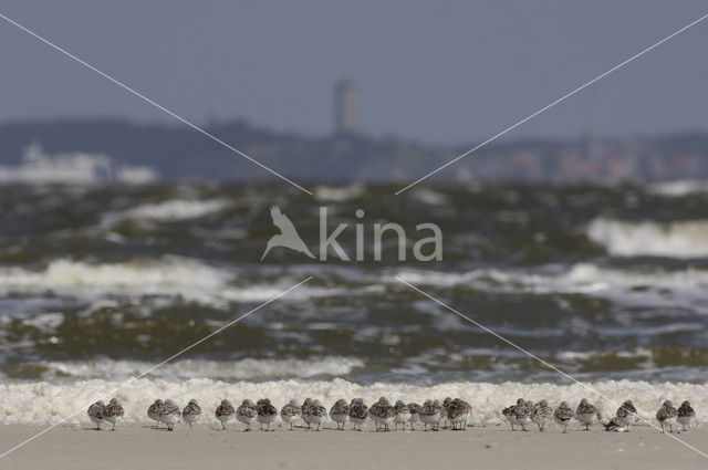 Drieteenstrandloper (Calidris alba)