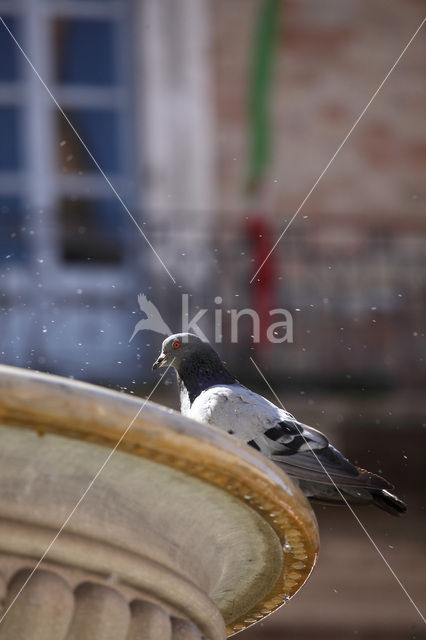 Pigeon (Columba spec.)