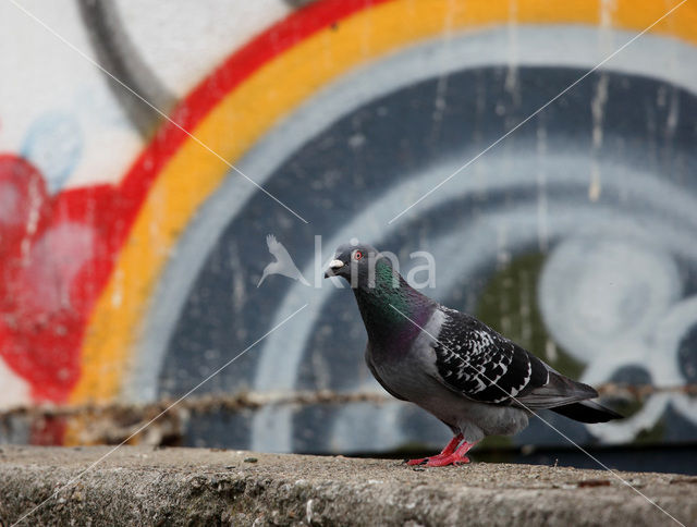 Pigeon (Columba spec.)