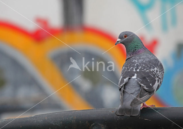 Pigeon (Columba spec.)