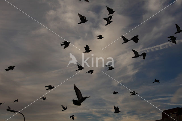Pigeon (Columba spec.)