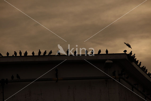 Pigeon (Columba spec.)