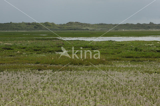 Duinen van Oostvoorne