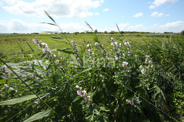 Marsh-mallow (Althaea officinalis)