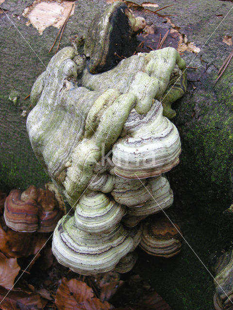 Echte tonderzwam (Fomes fomentarius)