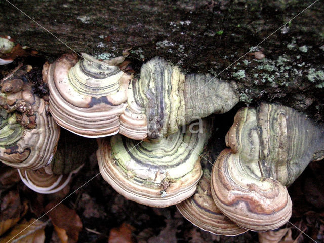 touchwood (Fomes fomentarius)