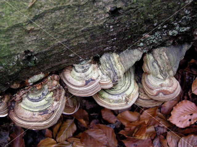 touchwood (Fomes fomentarius)