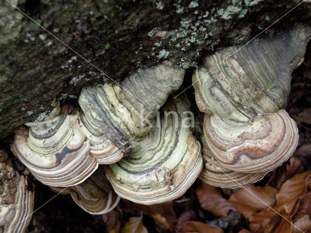 Echte tonderzwam (Fomes fomentarius)