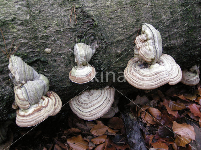 touchwood (Fomes fomentarius)