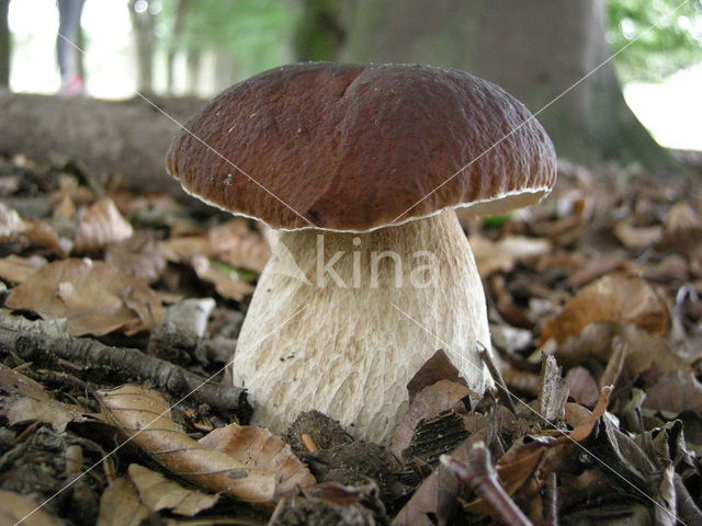 Eekhoorntjesbrood (Boletus edulis)