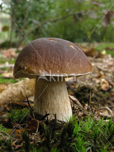 Eekhoorntjesbrood (Boletus edulis)