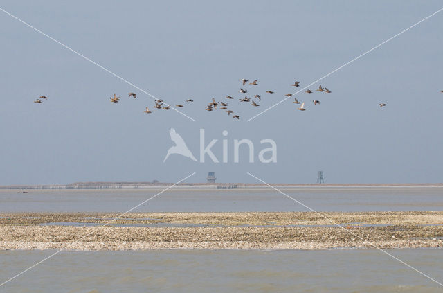 Eider (Somateria mollissima)