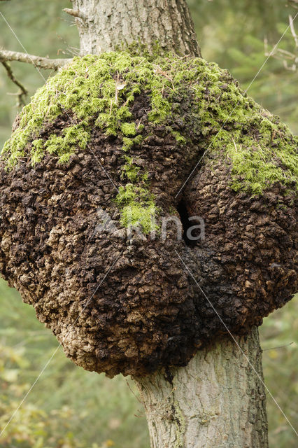 Oak (Quercus)