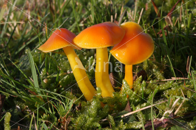 Butter Waxcap (Hygrocybe ceracea)