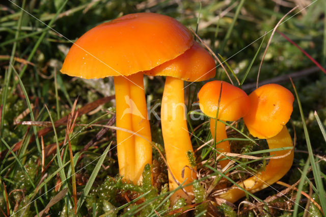 Butter Waxcap (Hygrocybe ceracea)