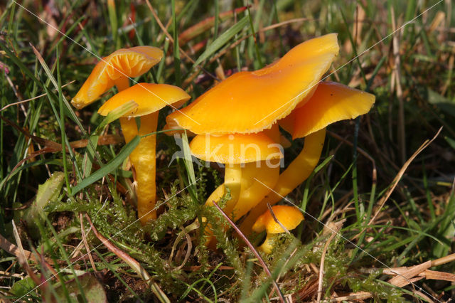 Butter Waxcap (Hygrocybe ceracea)