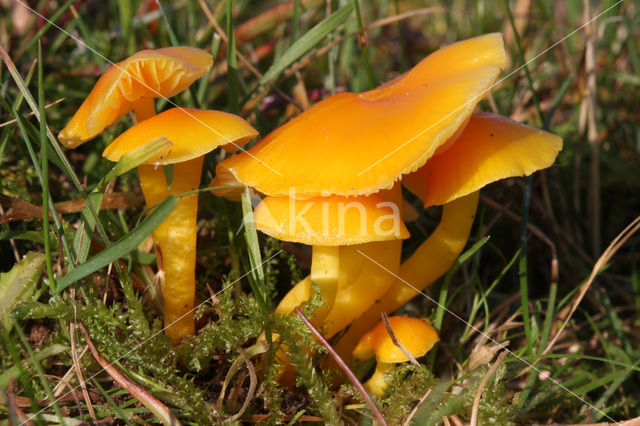 Butter Waxcap (Hygrocybe ceracea)