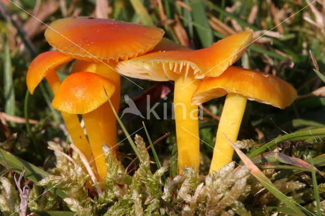 Elfenwasplaat (Hygrocybe ceracea)