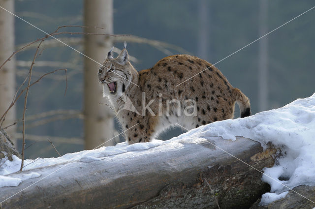 Euraziatische lynx (Lynx lynx)