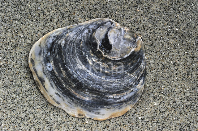 Europese platte oester (Ostrea edulis)