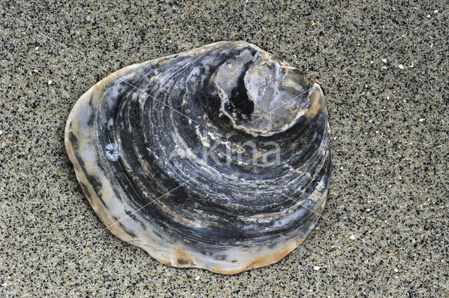 Common Oyster (Ostrea edulis)