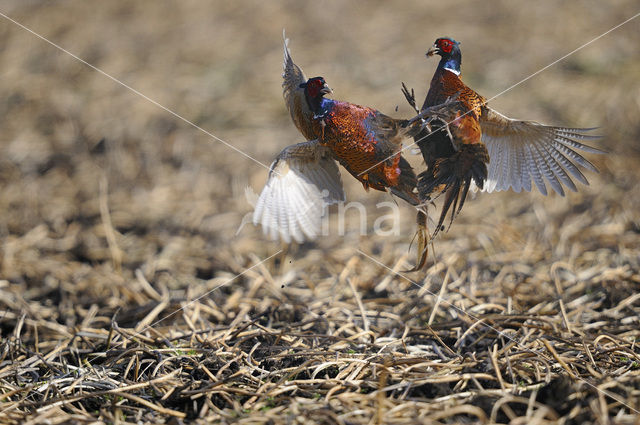 Ring-necked Pheasant (Phasianus colchicus)