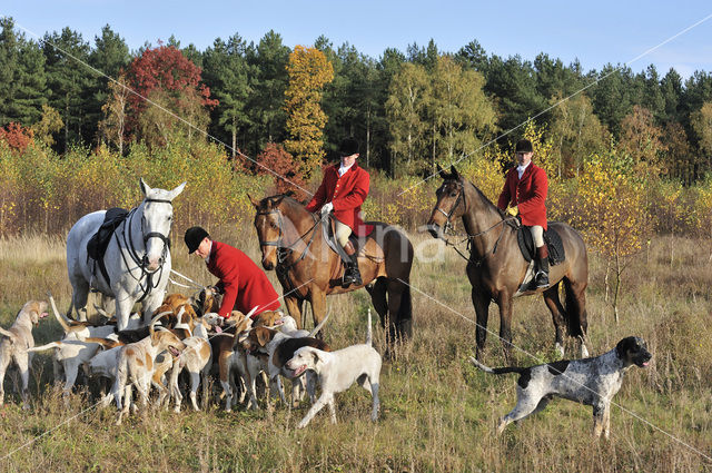 Foxhound (Canis domesticus)