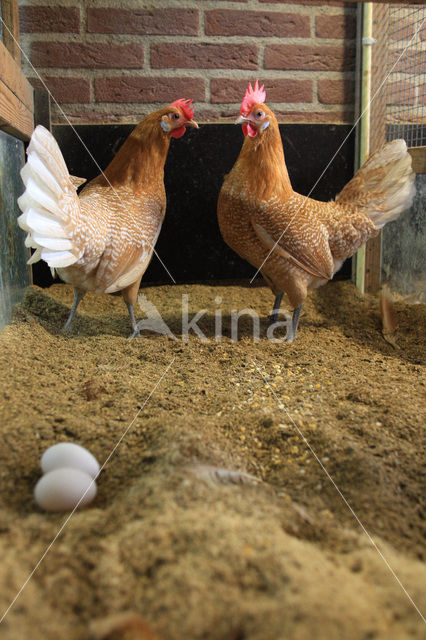 Chicken (Gallus spec)