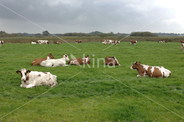 red-and-white Cow (Bos domesticus)