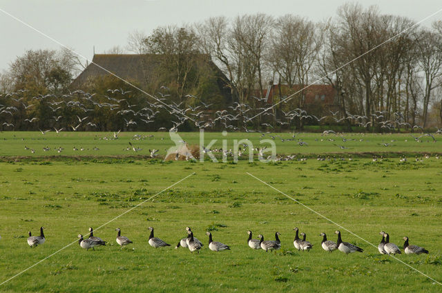 Goose (Anser spec.)