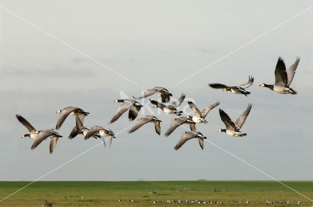 Gans (Anser spec.)