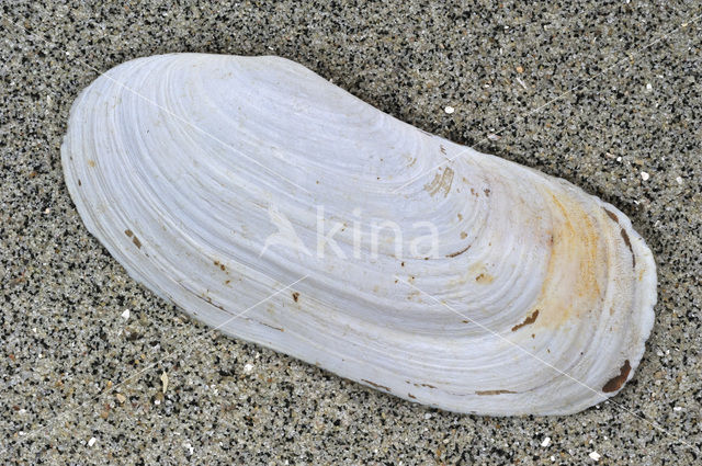 Gebogen otterschelp (Lutraria magna)