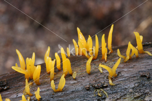 Geel hoorntje (Calocera cornea)