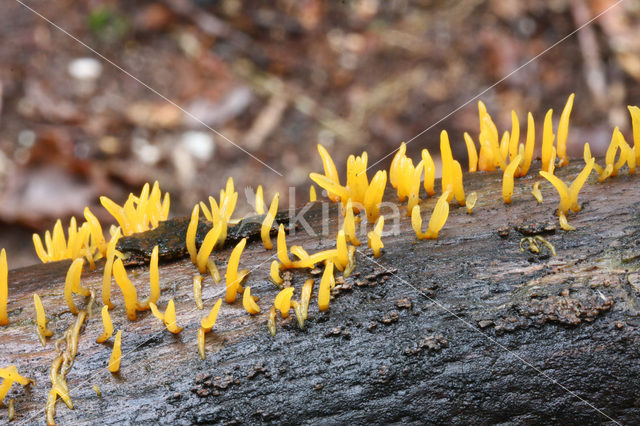 Geel hoorntje (Calocera cornea)