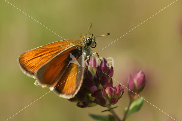 Geelsprietdikkopje (Thymelicus sylvestris)