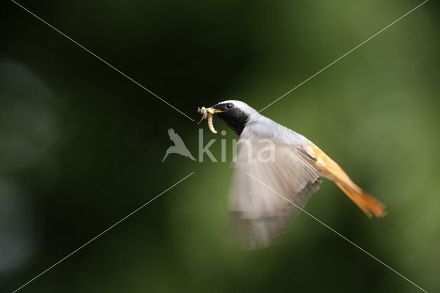 Gekraagde Roodstaart (Phoenicurus phoenicurus)