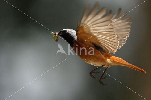 Gekraagde Roodstaart (Phoenicurus phoenicurus)