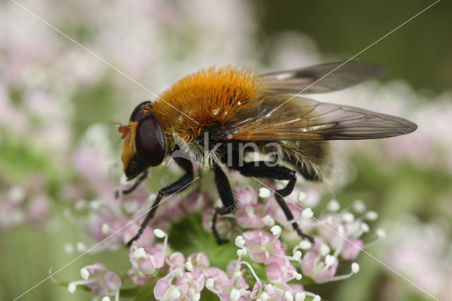 Gele Fophommel (Arctophila mussitans)