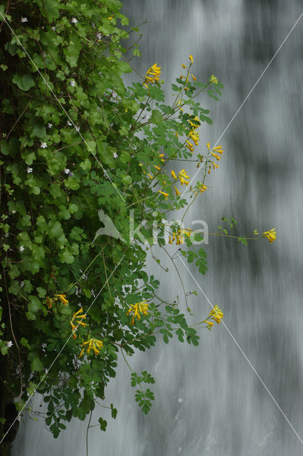 Yellow Corydalis (Pseudofumaria lutea)