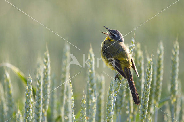 Gele Kwikstaart (Motacilla flava flava)