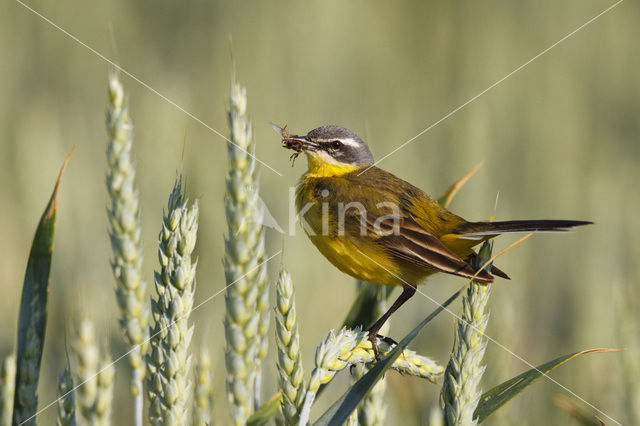 Yellow wagtail (Motacilla flava flava)