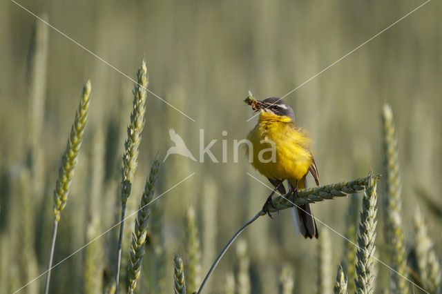 Gele Kwikstaart (Motacilla flava flava)