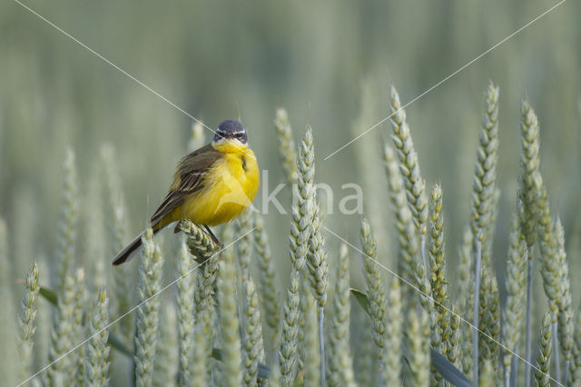 Gele Kwikstaart (Motacilla flava flava)