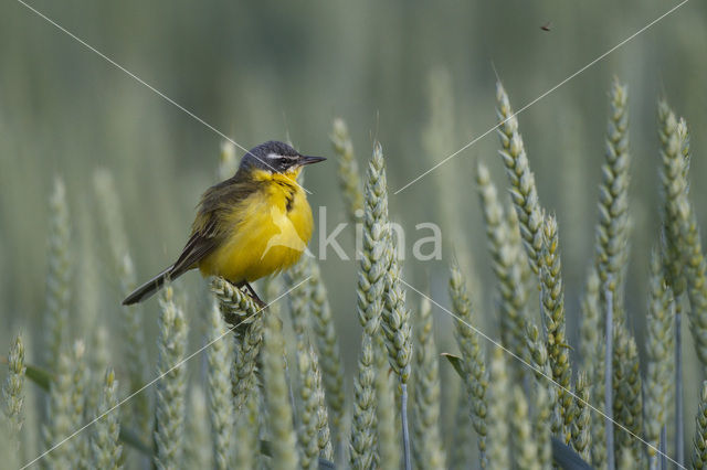 Gele Kwikstaart (Motacilla flava flava)