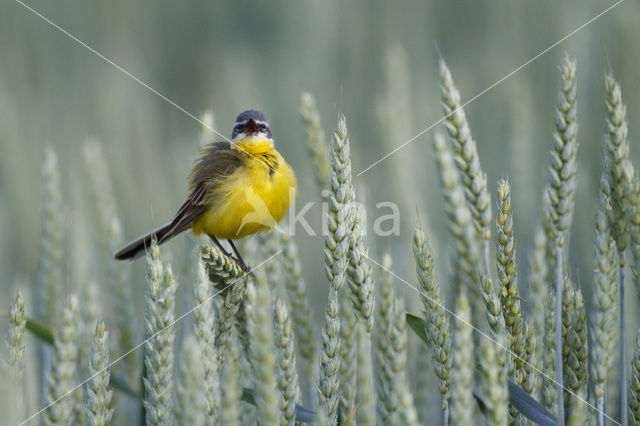 Gele Kwikstaart (Motacilla flava flava)