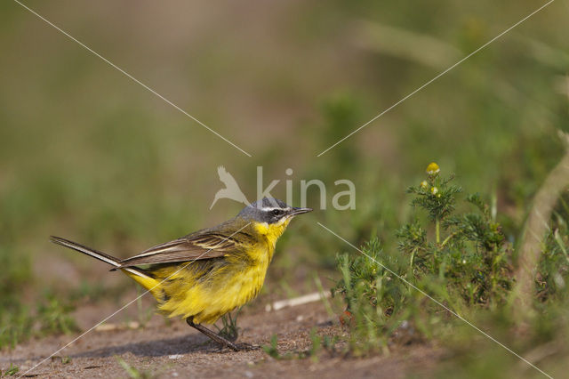 Gele Kwikstaart (Motacilla flava flava)